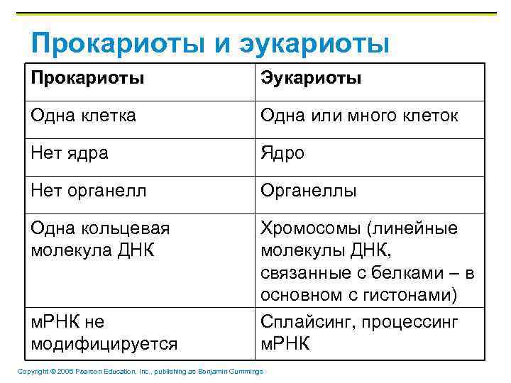 Прокариоты и эукариоты Прокариоты Эукариоты Одна клетка Одна или много клеток Нет ядра Ядро