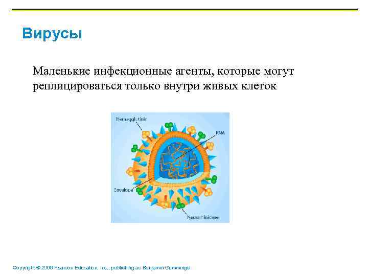 Вирусы Маленькие инфекционные агенты, которые могут реплицироваться только внутри живых клеток Copyright © 2006