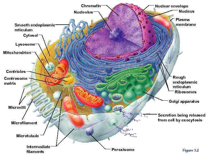 Chromatin Nuclear envelope Nucleus Nucleolus Plasma membrane Smooth endoplasmic reticulum Cytosol Lysosome Mitochondrion Centrioles