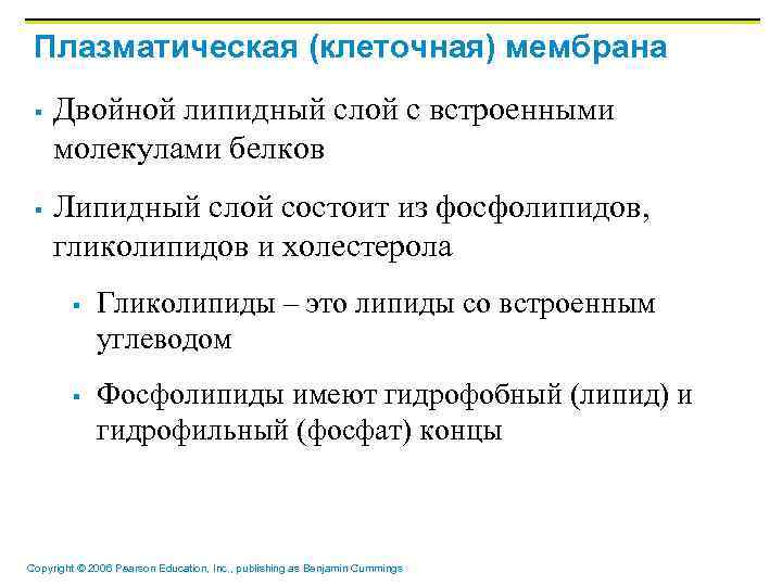 Плазматическая (клеточная) мембрана § § Двойной липидный слой с встроенными молекулами белков Липидный слой