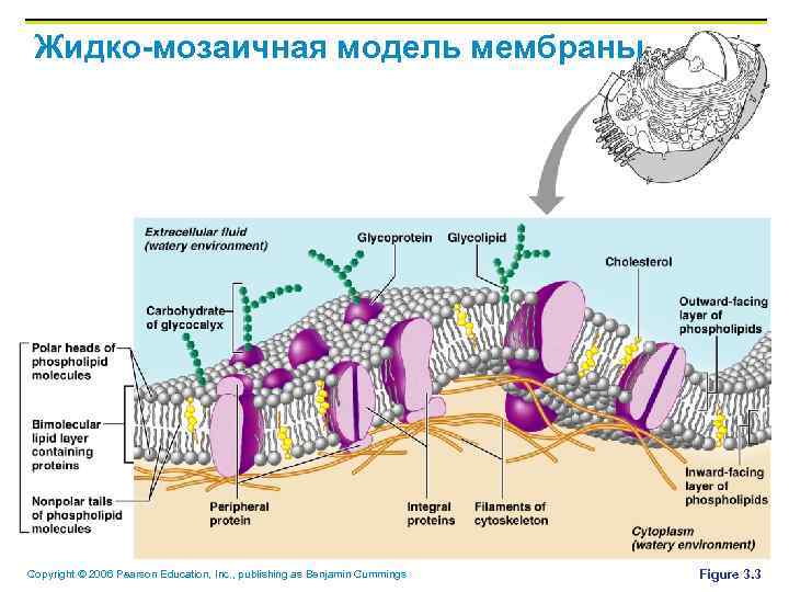 Жидко-мозаичная модель мембраны Copyright © 2006 Pearson Education, Inc. , publishing as Benjamin Cummings