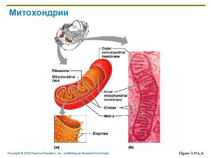 Митохондрии Copyright © 2006 Pearson Education, Inc. , publishing as Benjamin Cummings Figure 3.