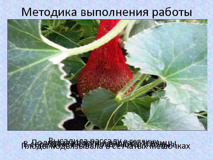 Методика выполнения работы Высадила рассаду в теплицу Подвязала плети к каркасу теплицы В середине