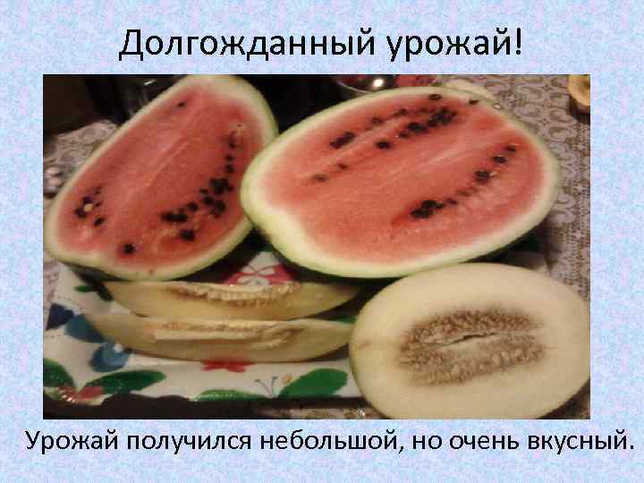 Долгожданный урожай! Урожай получился небольшой, но очень вкусный. 