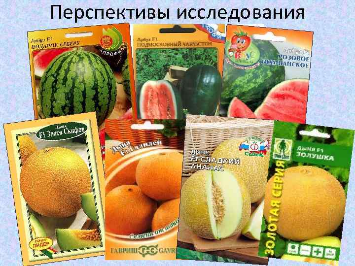 Перспективы исследования 