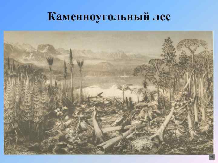 Каменноугольный лес 