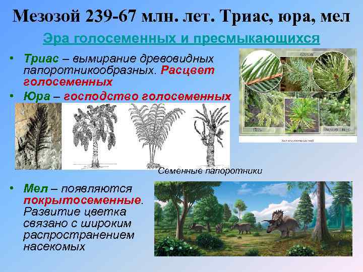 Мезозой 239 -67 млн. лет. Триас, юра, мел Эра голосеменных и пресмыкающихся • Триас