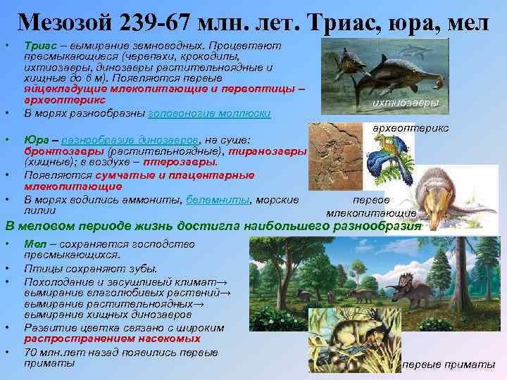 Мезозой 239 -67 млн. лет. Триас, юра, мел • • • Триас – вымирание