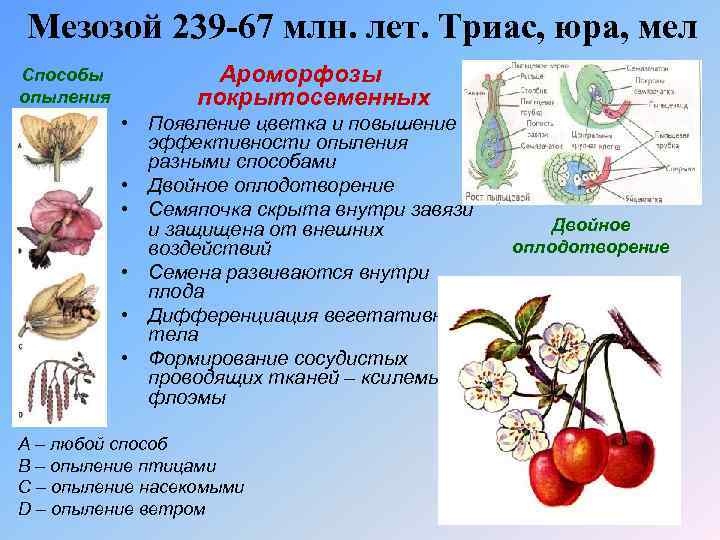 Мезозой 239 -67 млн. лет. Триас, юра, мел Способы опыления Ароморфозы покрытосеменных • Появление
