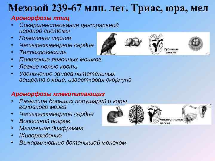 Примеры мезозойских ароморфозов. Ароморфозы мезозойского периода. Меловой период ароморфозы растений. Меловой период ароморфозы растений и животных. Мезозой важнейшие ароморфозы.