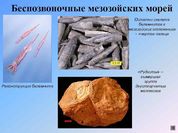 Беспозвоночные мезозойских морей Остатки скелета белемнитов в мезозойских отложениях – «чертов палец» Реконструкция белемнита