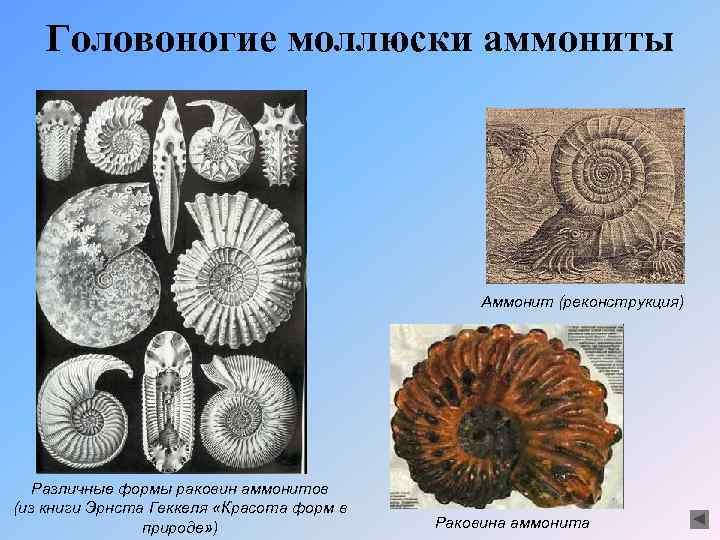 Головоногие моллюски аммониты Аммонит (реконструкция) Различные формы раковин аммонитов (из книги Эрнста Геккеля «Красота