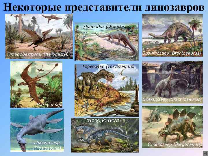 Некоторые представители динозавров Диплодок (Diplodocus) Бронтозавр (Brontosaurus) Птеродактиль (Pterodactyl) Торвозавр (Torvosaurus) Брахиозавр (Brachiosaurus) Рамфоринх