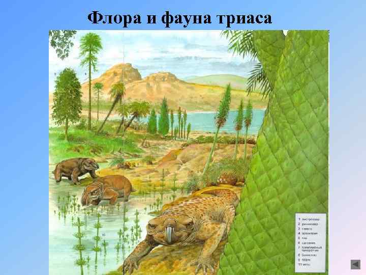 Флора и фауна триаса 