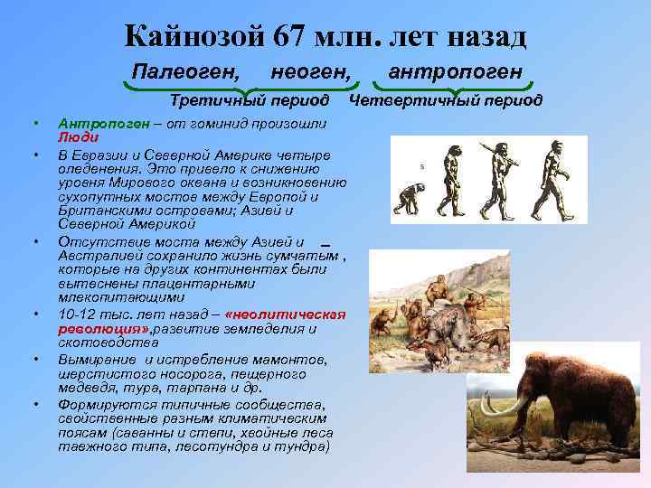 Кайнозой 67 млн. лет назад Палеоген, неоген, Третичный период • • • Антропоген –