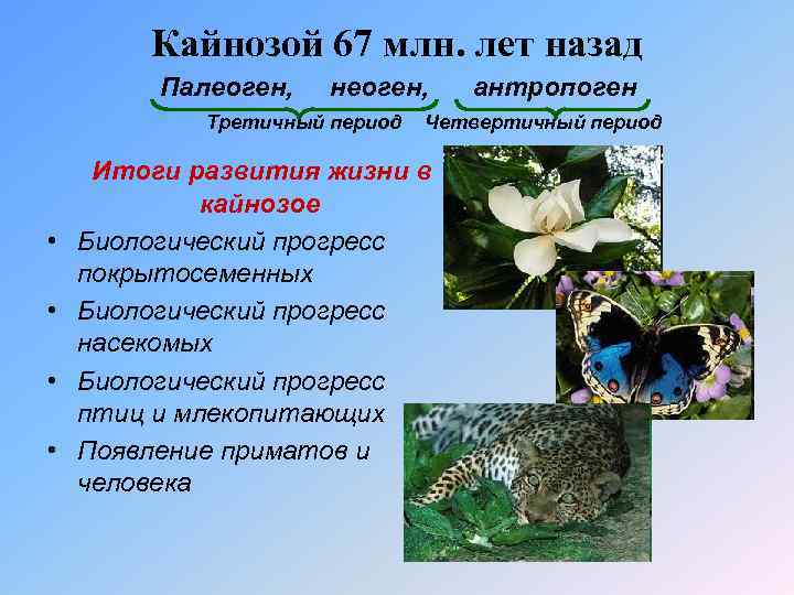 Кайнозой 67 млн. лет назад Палеоген, неоген, Третичный период • • антропоген Четвертичный период