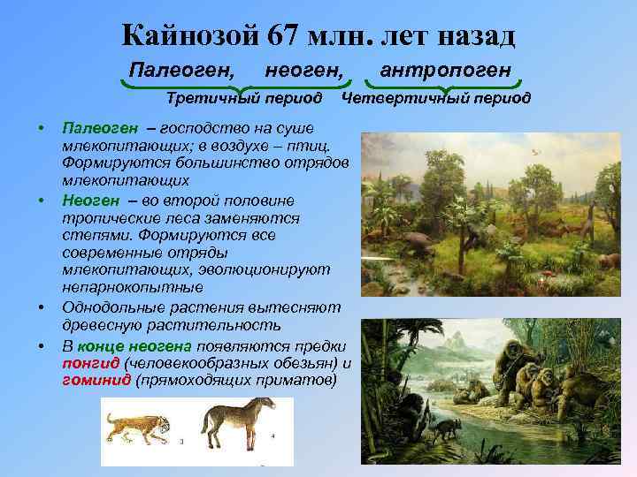 Б период. Кайнозойская Эра палеоген неоген. Третичный период кайнозойской эры таблица. Кайнозойский период неоген. Кайнозой периоды.