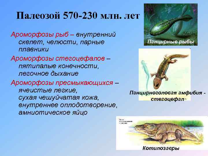 Палеозой 570 -230 млн. лет Ароморфозы рыб – внутренний скелет, челюсти, парные плавники Ароморфозы