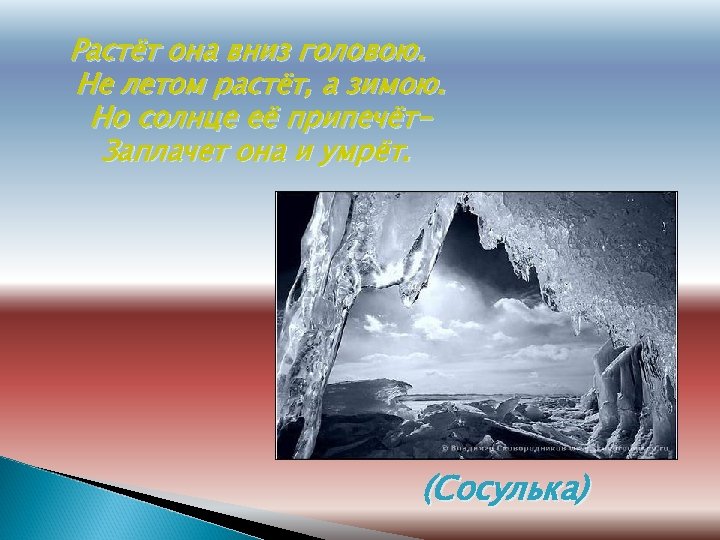 Растёт она вниз головою. Не летом растёт, а зимою. Но солнце её припечёт. Заплачет