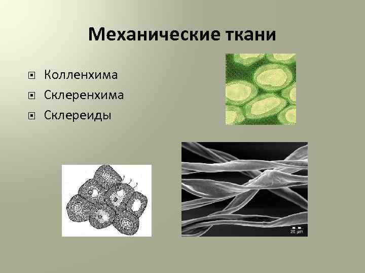 Механическая ткань растений