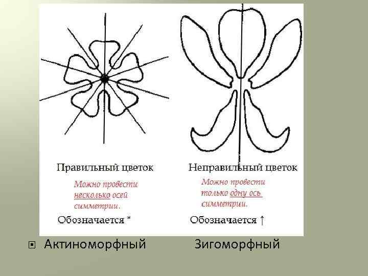  Актиноморфный Зигоморфный 