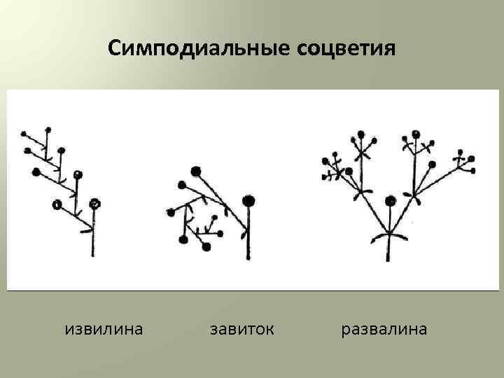 Симподиальные соцветия извилина завиток развалина 