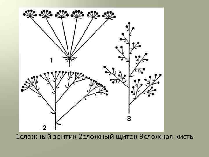 1 сложный зонтик 2 сложный щиток 3 сложная кисть 