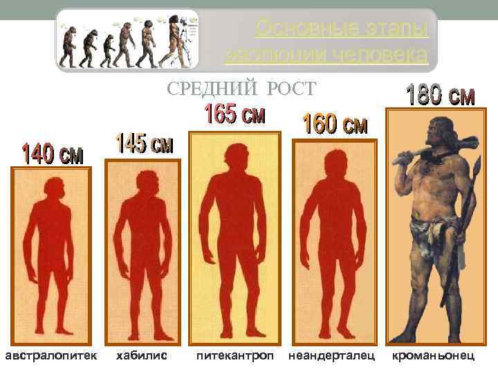 Основные этапы эволюции человека СРЕДНИЙ РОСТ австралопитек хабилис питекантроп неандерталец кроманьонец 