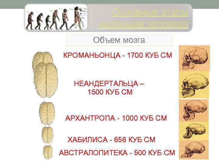 Основные этапы эволюции человека Объем мозга КРОМАНЬОНЦА - 1700 КУБ СМ НЕАНДЕРТАЛЬЦА – 1500