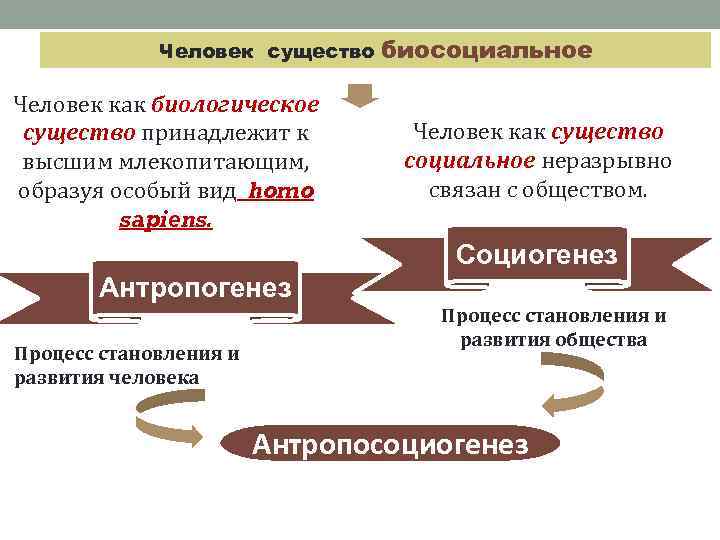 Социогенез это в обществознании. Человек как биологическое существо. Становление человека как социального существа. Человек биосоциальное существо. Человек биосоциальное существо биологическое и социальное.