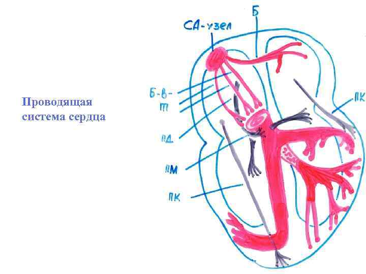 Проводящая система сердца 