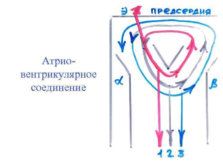 Атрио вентрикулярное соединение 