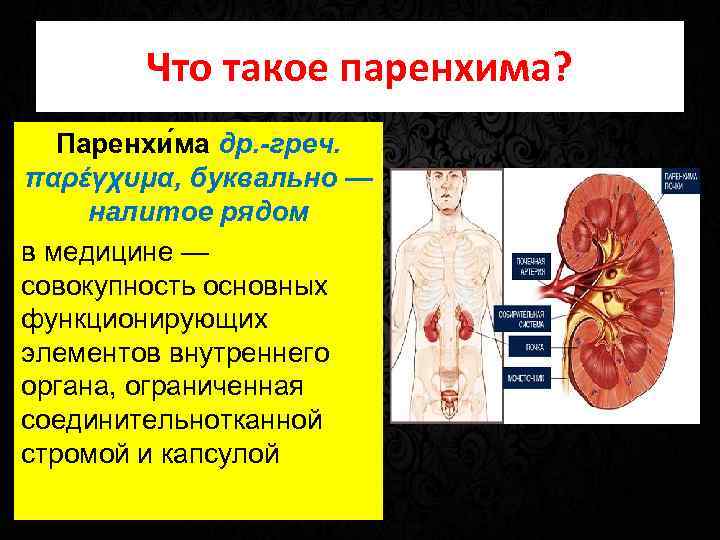 Что такое паренхима? Паренхи ма др. -греч. παρέγχυμα, буквально — налитое рядом в медицине