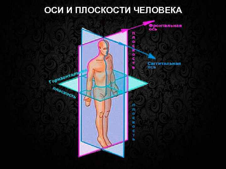 ОСИ И ПЛОСКОСТИ ЧЕЛОВЕКА 