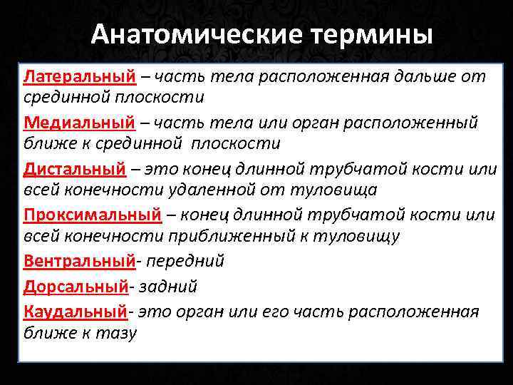 Анатомические термины Латеральный – часть тела расположенная дальше от срединной плоскости Медиальный – часть