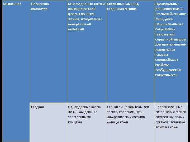 Мышечная Поперечно– полосатая Многоядерные клетки Скелетные мышцы, цилиндрической сердечная мышца формы до 10 см