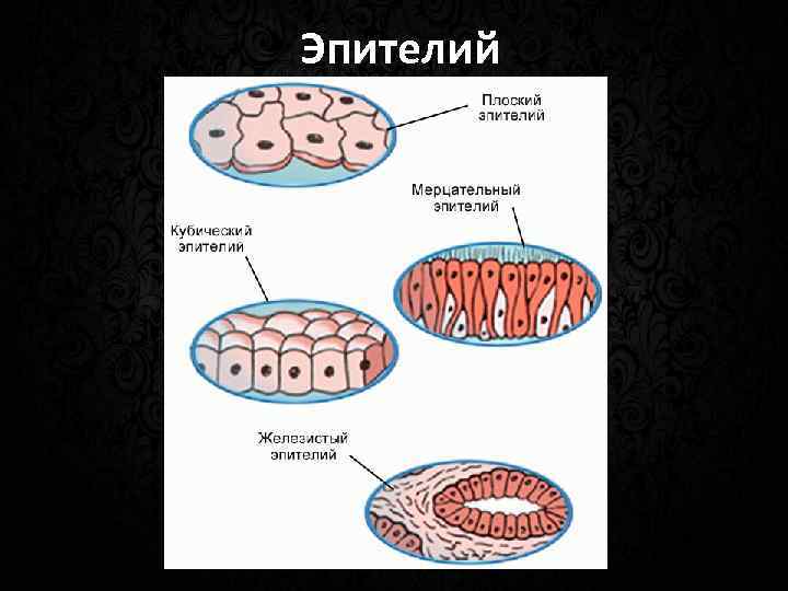 Эпителий 