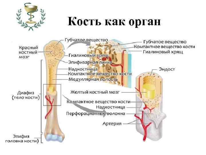 Кость это орган