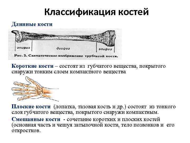 Классификация костей Длинные кости Короткие кости – состоят из губчатого вещества, покрытого снаружи тонким