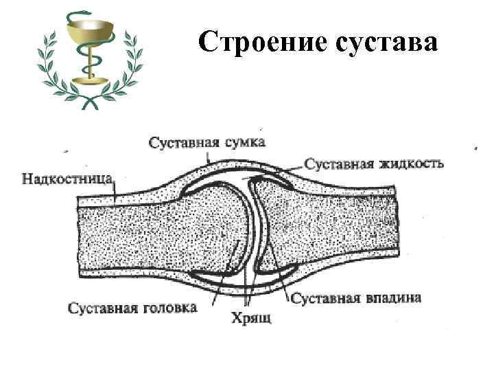 Строение сустава 