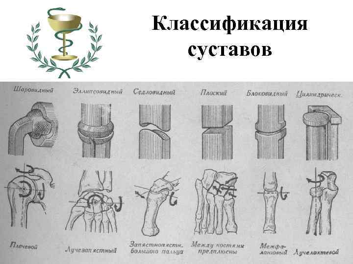 Классификация суставов 