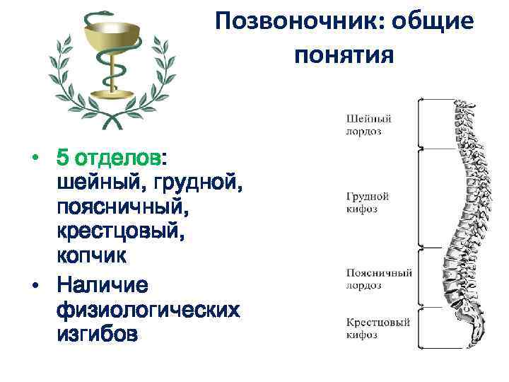 Позвоночник: общие понятия • 5 отделов: шейный, грудной, поясничный, крестцовый, копчик • Наличие физиологических