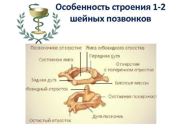 Особенность строения 1 -2 шейных позвонков 