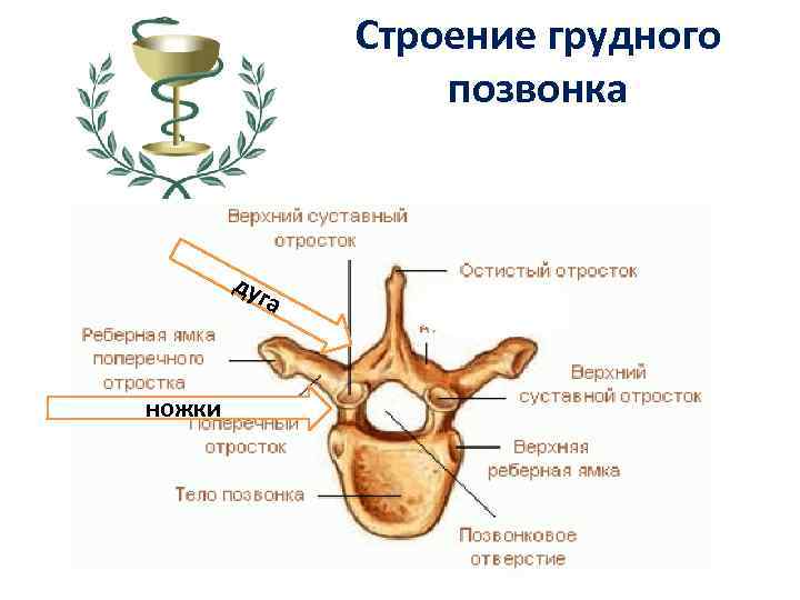 Строение грудного позвонка ду га ножки 