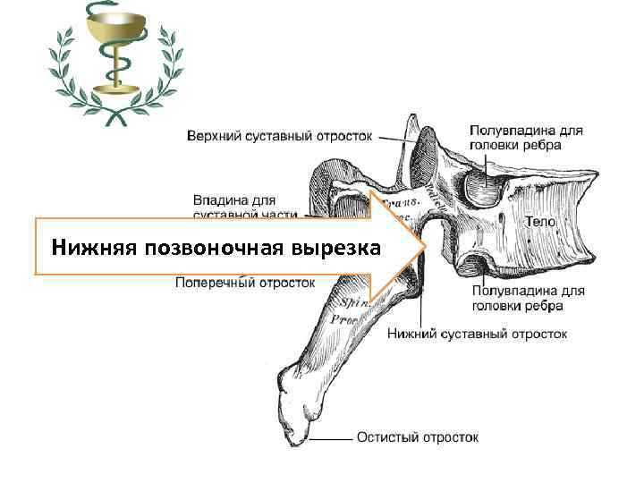 Нижняя позвоночная вырезка 