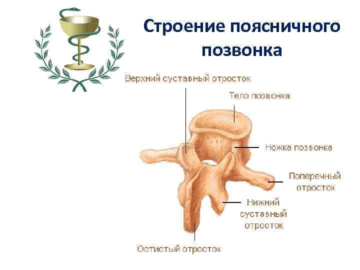 Строение поясничного позвонка 