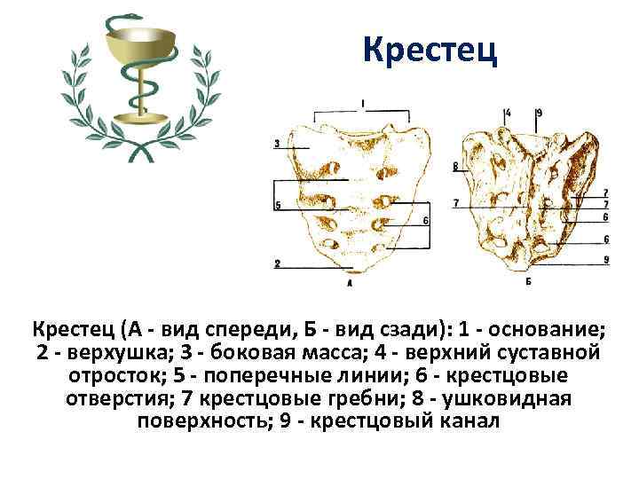 Крестец (А - вид спереди, Б - вид сзади): 1 - основание; 2 -