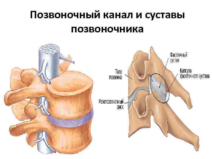 Позвоночный канал и суставы позвоночника 