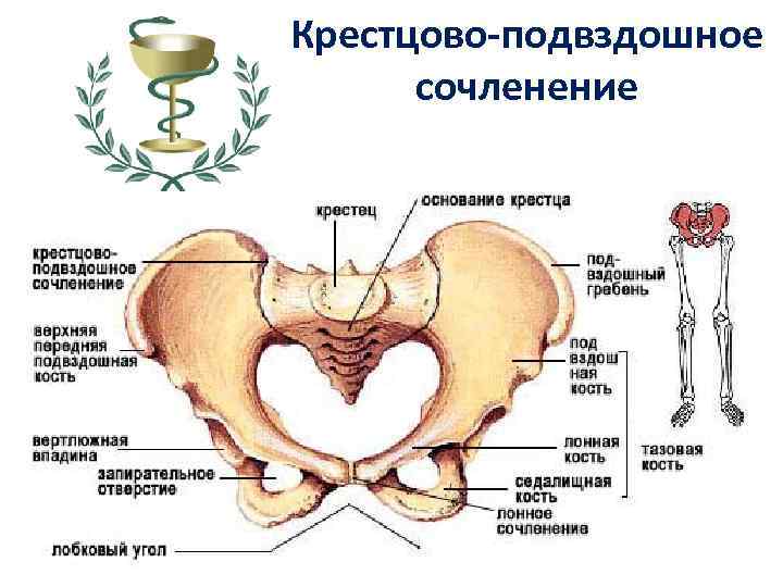 Крестцово-подвздошное сочленение 