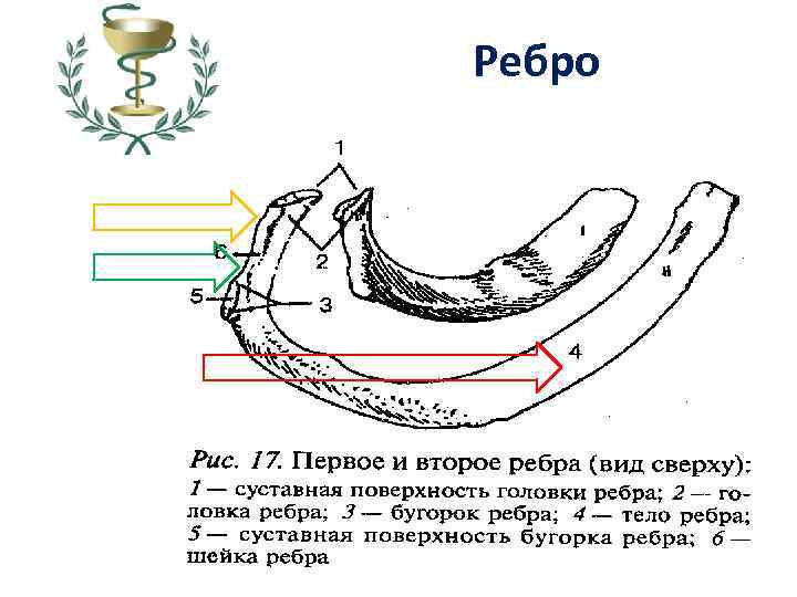 Ребро 